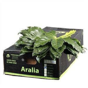 Aralia I