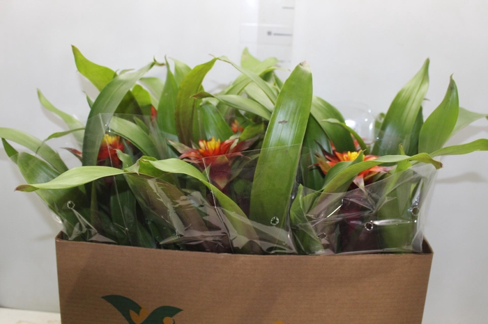 <h4>GUZM DISCOVERY P14</h4>