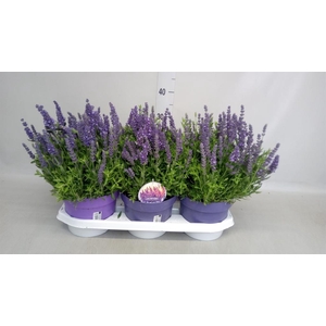 Lavandula angus. 'Spear Blue'