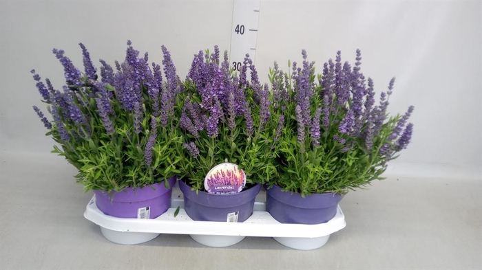 <h4>Lavandula angus. 'Spear Blue'</h4>