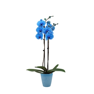 Polystone Wave Light Blue Phal I Am Blue 2T14+