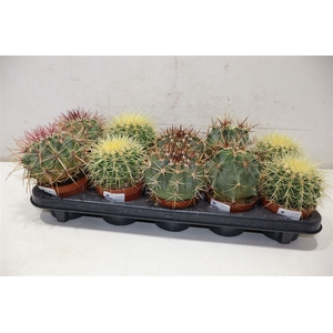 arr8 Cactus Ov