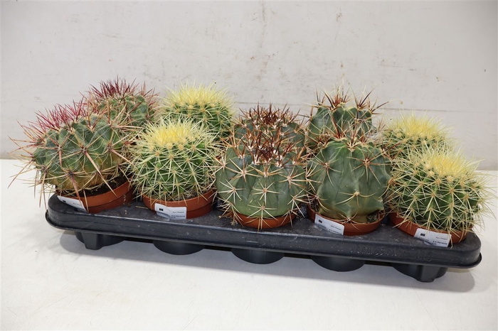 <h4>arr8 Cactus Ov</h4>