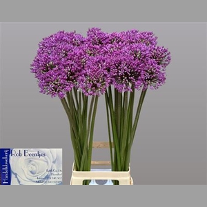 Allium Stratos