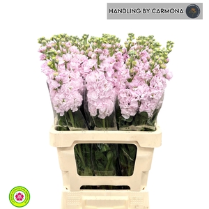 MATTH IRON CHERRY BL