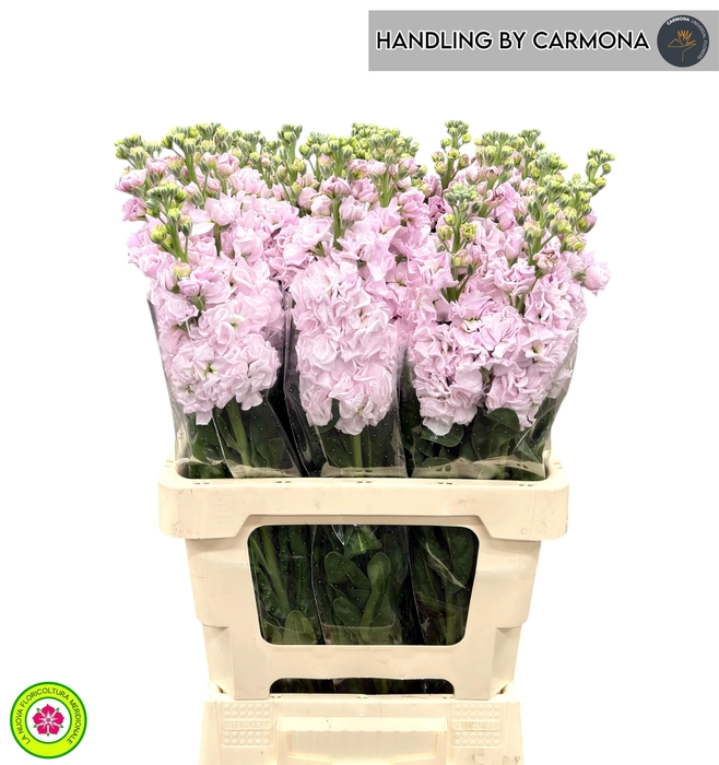 <h4>MATTH IRON CHERRY BL</h4>