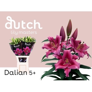LI OT DALIAN 5+