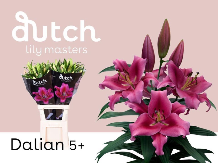 <h4>LI OT DALIAN 5+</h4>