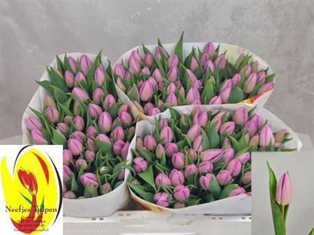 <h4>Tu En Candy Prince</h4>