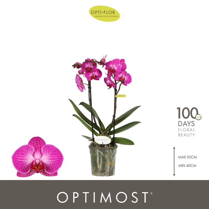<h4>Optimost Roma 2 spike</h4>