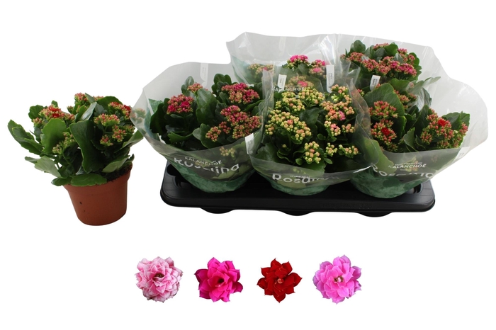 <h4>KAL GE RO GEM 4 KL</h4>