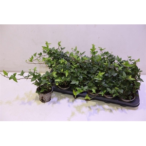 arr8 Hed He Shamrock