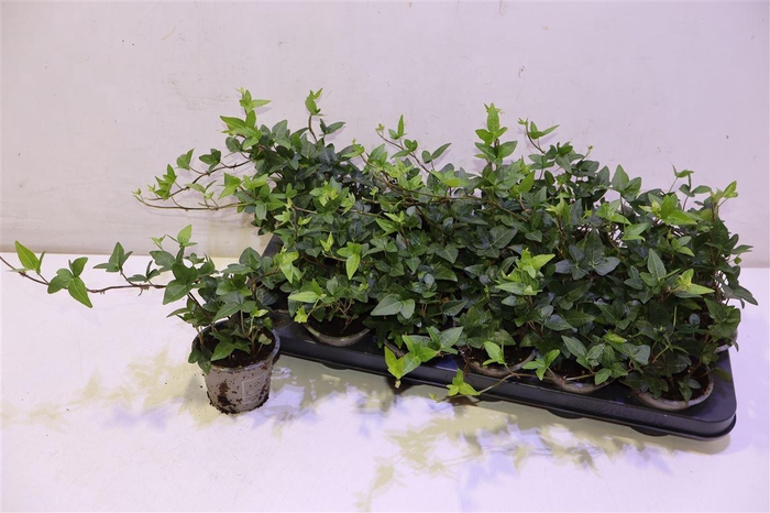 <h4>Hed He Shamrock</h4>