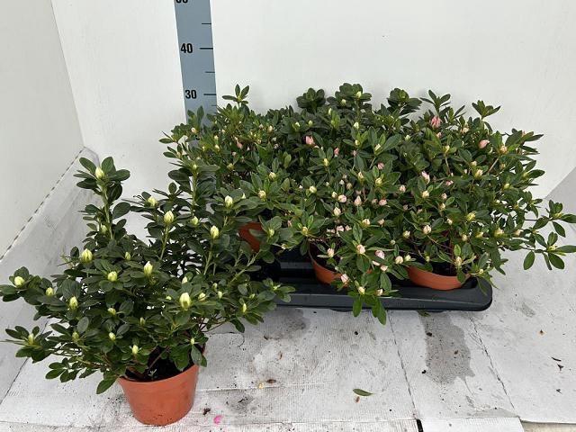 <h4>RHODO SI VOGEL GEM</h4>