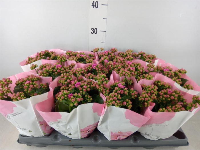 <h4>Kalanchoe   ...</h4>
