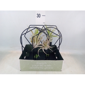 Arr.  Tillandsia L%