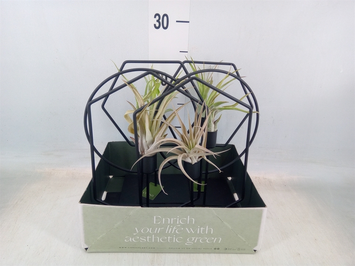 <h4>Arr.  Tillandsia L%</h4>