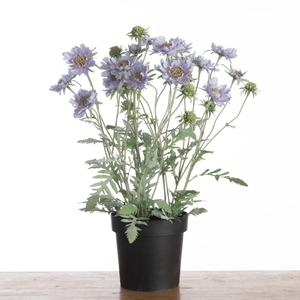 AF Scabiosa pot H64cm Lavender