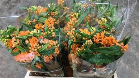 <h4>Asclepias Tuberosa</h4>