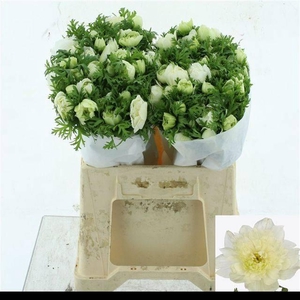 ANEM CO FSTAR P WHIT SUPER