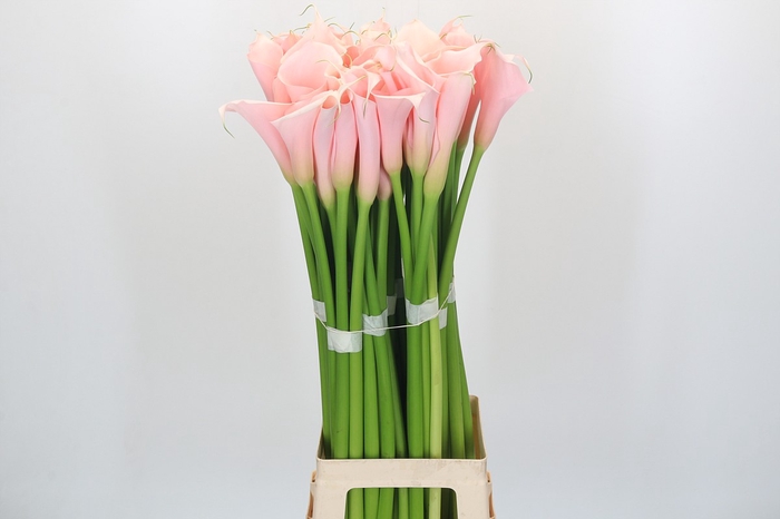 <h4>Zantedeschia Eydolls Salmon</h4>