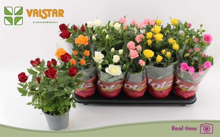 <h4>RO LOTZ OF GEM 6 KL</h4>