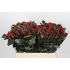 Hypericum True Romance