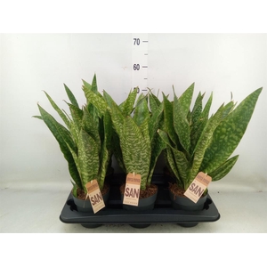 Sansevieria trifa.   ...