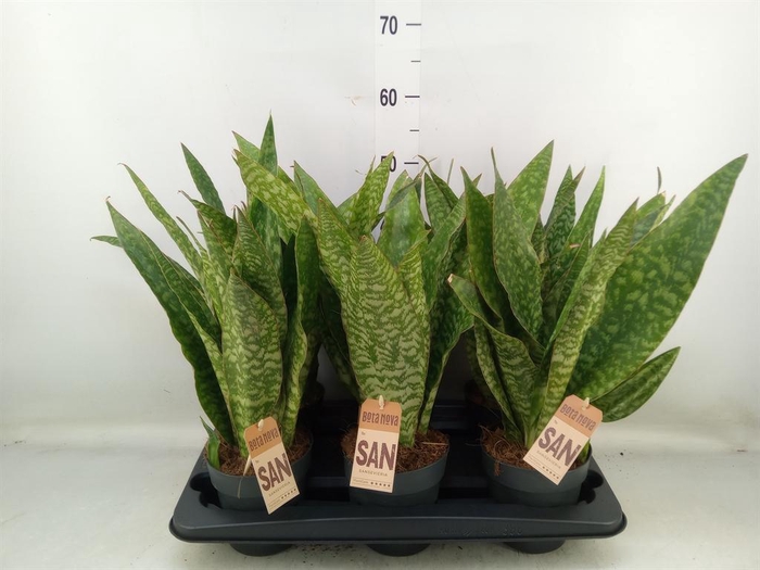 <h4>Sansevieria trifa.   ...</h4>