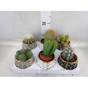 Cactus   ...