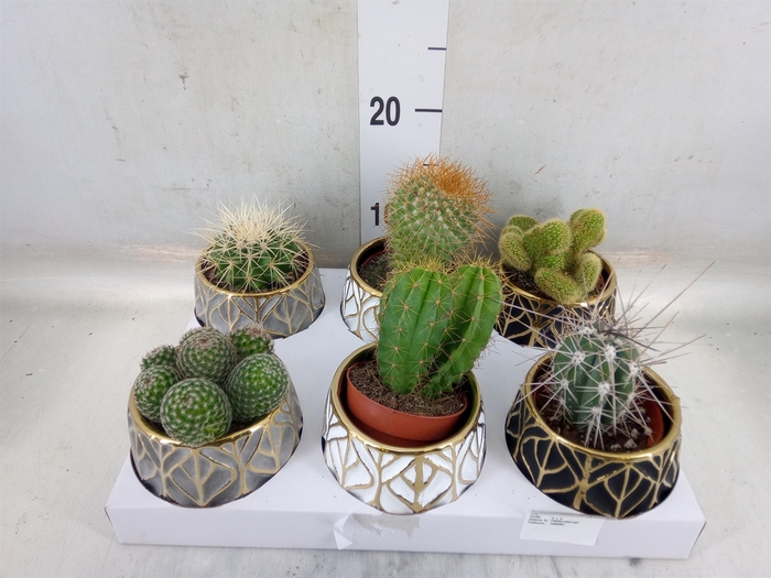<h4>Cactus   ...</h4>