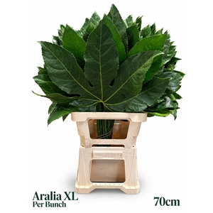 FATSIA JAPONICA BS
