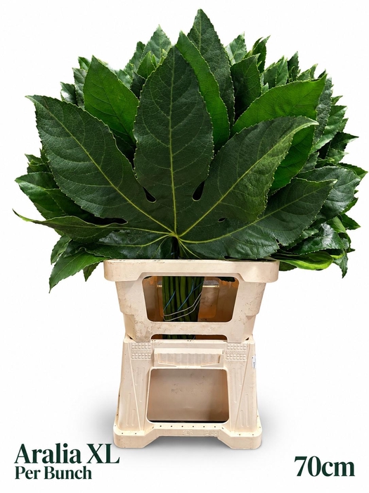 Fatsia Japonica Bs