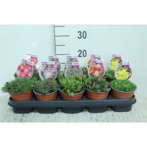 Delosperma coop.