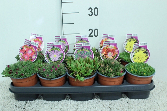 <h4>Delosperma coop.</h4>