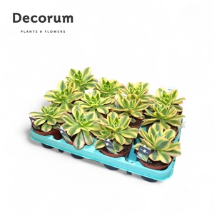 Aeonium Starburst (Decorum) Decorum+Steker