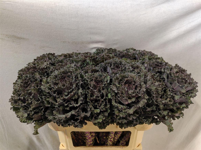 <h4>Brassica Black Angel</h4>