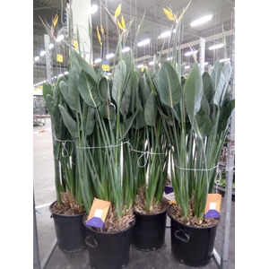 Strelitzia reg.