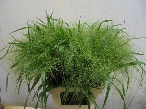 <h4>PANIC FOUNTAIN</h4>