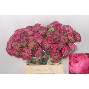 Ran Pon-pon Fanny Dark Pink Ex