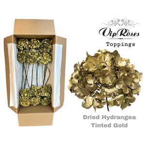 DRIED HYDRANGEA TINTED GOLD