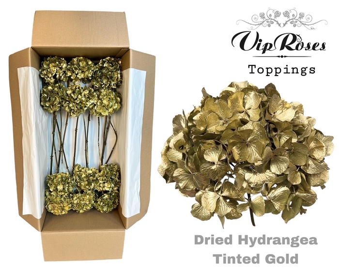 <h4>DRIED HYDRANGEA TINTED GOLD</h4>