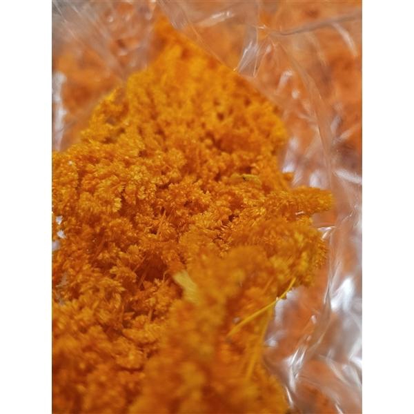 <h4>GESTABILISEERD AMARANTHUS (H) ORANJE</h4>