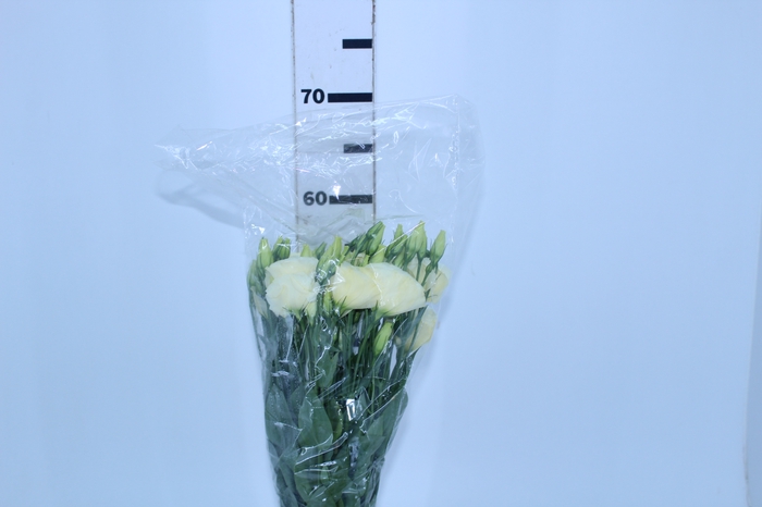 LISIANTHUS CHAMPAGNE/CREME 070 CM MIN 500 GRAMAS
