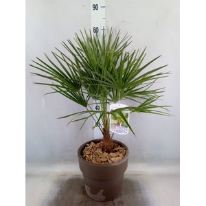 Arr.   Tuinplanten H%