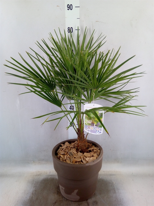 <h4>Arr.   Tuinplanten H%</h4>