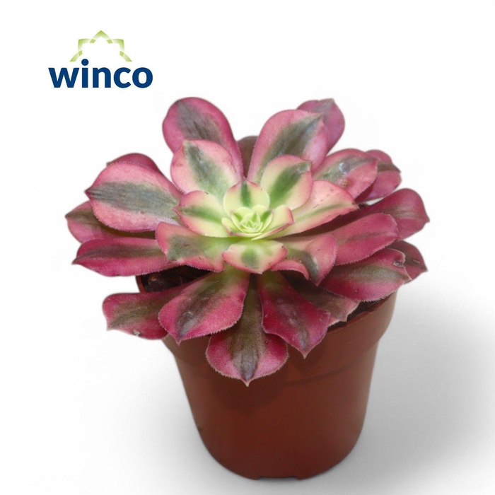 <h4>Aeonium Pink Witch</h4>