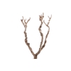 Syringa Branch Extra Carcassi