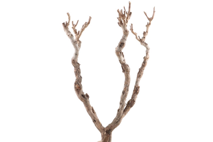 Syringa Branch Extra Carcassi