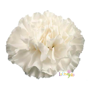 Di St Moonlight White 75cm CO